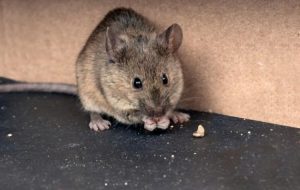 Co jedzą myszki? Jakie gryzonie lubią te same pokarmy