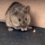 Co jedzą myszki? Jakie gryzonie lubią te same pokarmy